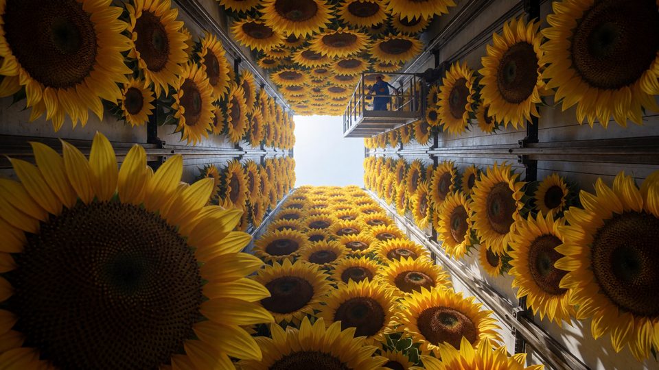 Sunflower elevator